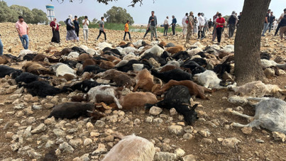 Yıldırım isabet eden 95 küçükbaş hayvan öldü