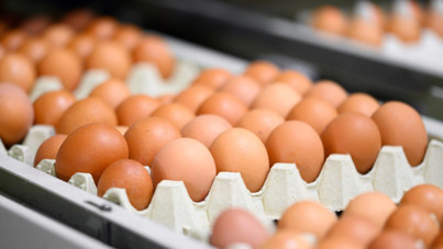Yumurta fiyatları sert geriledi