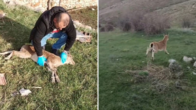 Yaban keçisine kalp masajı