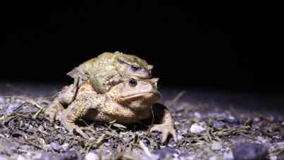 Bacağı bin 695 lira kendisi 591 lira