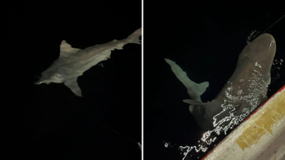 Hatay'da 2 buçuk metrelik köpek balığı yakaladılar