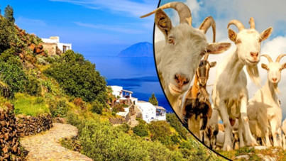 Dağ keçilerini imha operasyonu... Avcıları çağırdılar