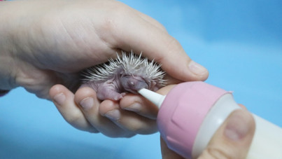 Annesiz yavruları doğaya kazandırmak için seferber oldular