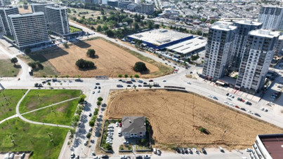 Milyon dolarlık gökdelenlerin tam ortasında hasat yapıyorlar