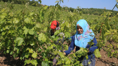 10 bin aile 'narince' ile geçimini sağlıyor
