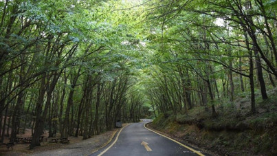 Orman yasakları başladı: İstanbul'da hayvan beslemeye bile izin gerekecek