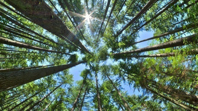 Valilik duyurdu: 15 Eylül'e kadar ormanlara girişler yasaklandı