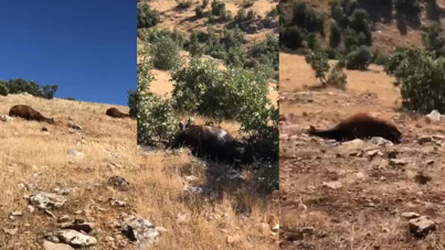 Batman'da yılkı atları silahla vurularak öldürüldü