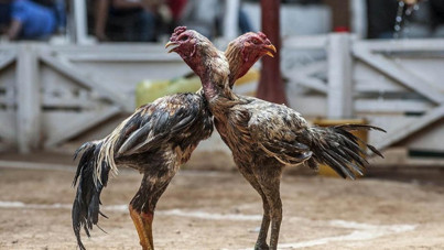 Hayvanları koruma derneği başkanı, horoz dövüştürürken yakalandı