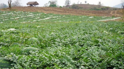 Tepki büyüdü: Tarlada 2 TL'ye alıcı bulamıyor, manavda 30 TL'ye satılıyor