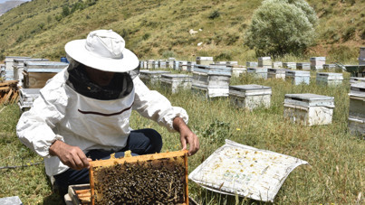 Bal üretimi düştü: Arı kayıpları kapıda!
