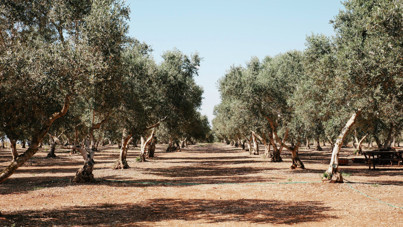 Zeytinlik katliamına yasal kılıf: CHP'den BAE iddiası