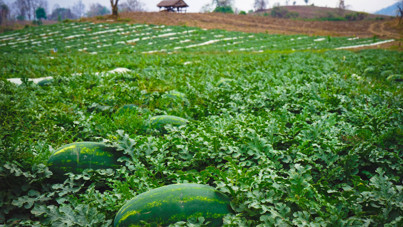 'Fiyatı 5 TL'ye düştü' deyip isyan ettiler: Büyük zarardayız