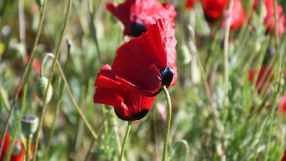 Gelinciklerin kırmızısı göz kamaştırdı