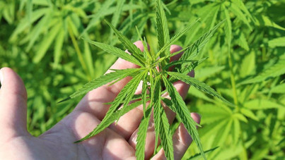 Tayland esrar kullanımını yasaklıyor