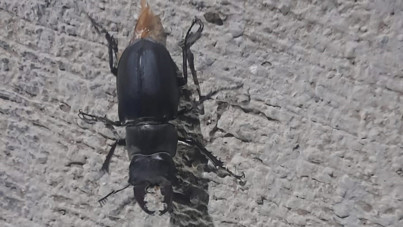 Tunceli’de görüldü: Zarar vermenin cezası 557 bin TL