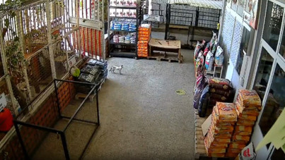 Hastalanan kedi onca köpeği geçip veterinere sığındı