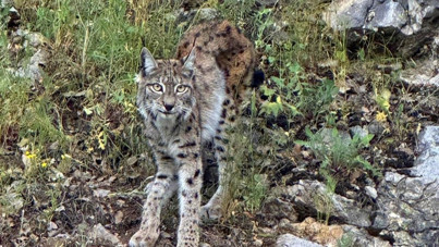 Kendisi kırmızı listede: 'Ormanın hayaleti' bir göründü, bir kayboldu
