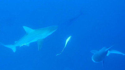Köpek balığı tatilcilerin rotasını değiştirdi: Profesörden açıklama geldi