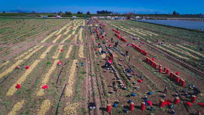 Hasat yaparken isyan etti: Markette 25 TL, biz 5 TL'ye satıyoruz