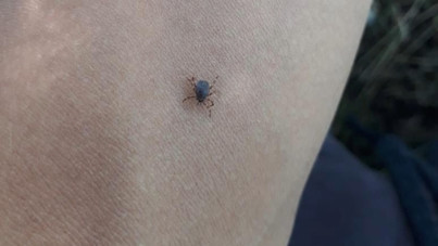 Kene bir can daha aldı