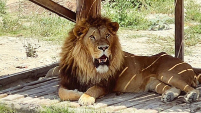 Antalya'da firar eden aslan öldürüldü