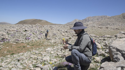 Bitki bilimcileri Tunceli dağlarında yeni bitki türünü arıyor