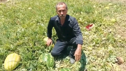 Fiyatlar dibe vurdu, karpuz tarlada kaldı