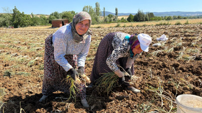 Dünyaca ünlü ürünün hasadı başladı: Kilosu 230 liradan alıcı buluyor