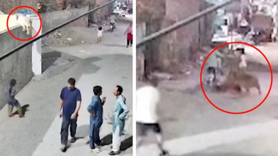 Pakistan'da 'evcil' aslan dehşeti: 3 kişiyi hastanelik etti, sahibi tutuklandı