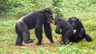 'Alfa erkek' sadece bir mit mi? Çoğu primat için cevap 'evet'