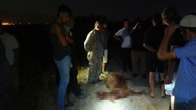 Sanayi bölgesinden geçen dereden su içen 65 hayvan öldü