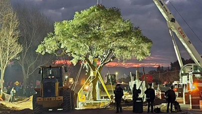 Bu da Arjantin'in Gezi'si: 300 yıllık ağaç, ulusal direnişi tetikledi