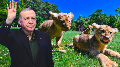 Erdoğan'ın aslanlarına isim aranıyor