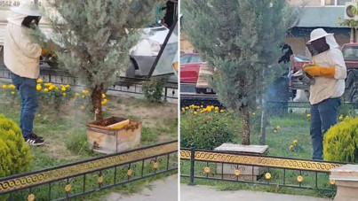 Şehir merkezinde kaos: Kraliçe kaçtı, yüzlerce arı peşinden gitti