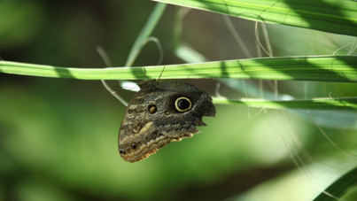 Panama’dan Filipinler’e, onbinlercesi Konya'da buluştu