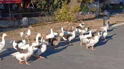 Denize girdikleri için hapsedilen kazlar öldü