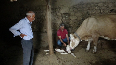 Besici gözlerine inanamadı: Malatya’da çift başlı buzağı doğdu