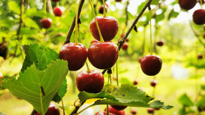 Meyve fiyatlarında rekor artış