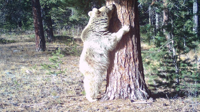 Ayıların kaşınmak için ağaç tercihi tesadüf değil