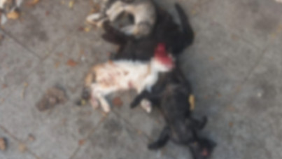 Maltepe'de vahşet: Yavru kedileri katletti