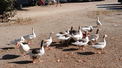 'Ev hapsi'nden 'şartlı tahliye'ye: Kazlar bir nebze özgür