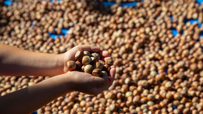 Kabuklu fındık alım fiyatları belirlendi
