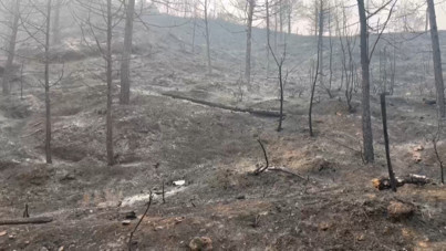 Sakarya'daki orman yangını üçüncü gününde