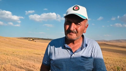 Tarlaya biçerdöver sokmadı, koyunlara yem etti: Masrafını bile karşılamıyor