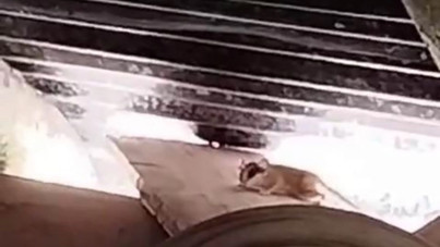 Nesli tükenme tehlikesi altında: Sevimli hareketleri ilgi çekti