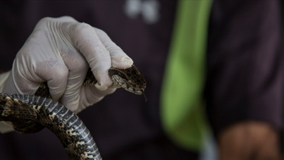 Yılan sokmalarında ne yapmalı: Meğer bilinen her şey yanlışmış