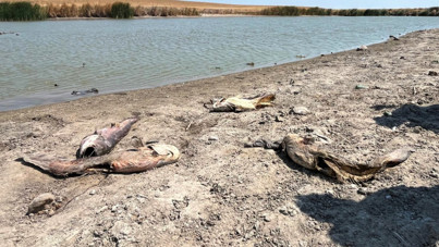 Su eridi, oksijen bitti, balıklar öldü