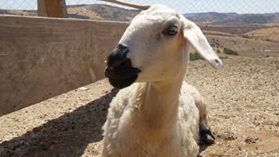 Ahırdaki 200 koyun öldü