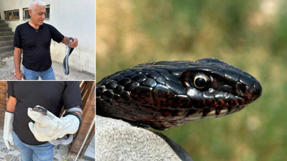 Tuvalete yakalandı, doğal ortamına bırakıldı